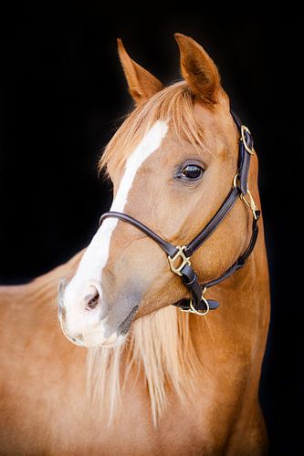Fine art portrait of a young Arabian mare