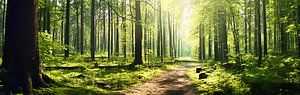 Waldpanorama