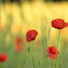 The beauty of poppies by Moetwil en van Dijk - Fotografie