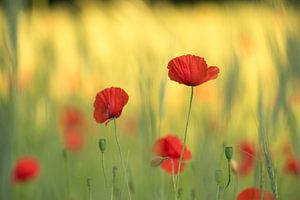 The beauty of poppies