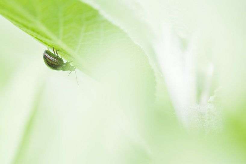 The rosemary goldcrest by Danny Slijfer Natuurfotografie