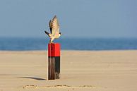 Peregrine Falcon (Falco peregrinus) on the beach by Beschermingswerk voor aan uw muur thumbnail