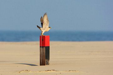 Peregrine Falcon (Falco peregrinus) on the beach by Beschermingswerk voor aan uw muur