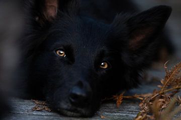 Black beauty - Niffler