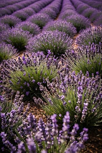 Prachtige lavendelvelden in volle bloei