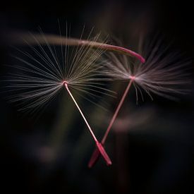 Dandelion seeds by Helga fotosvanhelga