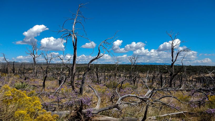 Mesa Verde National Park USA by Dimitri Verkuijl