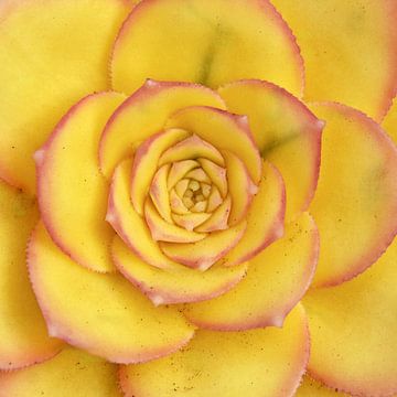 een gele Echeveria van Werner Lehmann