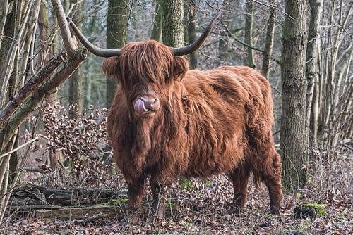 schotse hoogland koe met tong in zijn neus