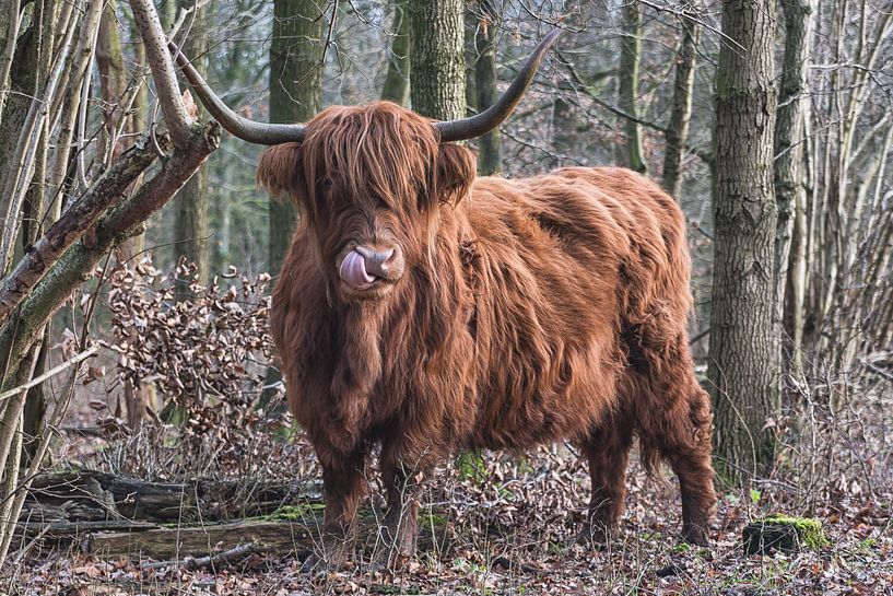 Schottisches Hochlandrind mit Zunge in der Nase von Robinotof