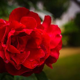 Rode roos van Patrick Dijkman