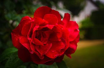 Rode roos van Patrick Dijkman