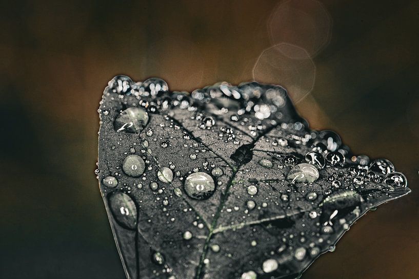 Dewdrops on a leaf by Kees Goethart