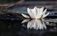 Waterlelie