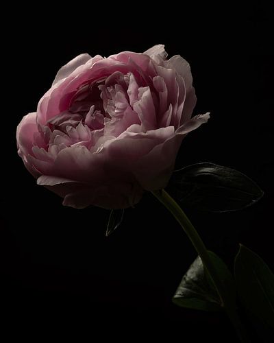 Peony in picturesque light - Fine Art Photo by Misty Melodies