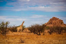 Giraffe by Antwan Janssen