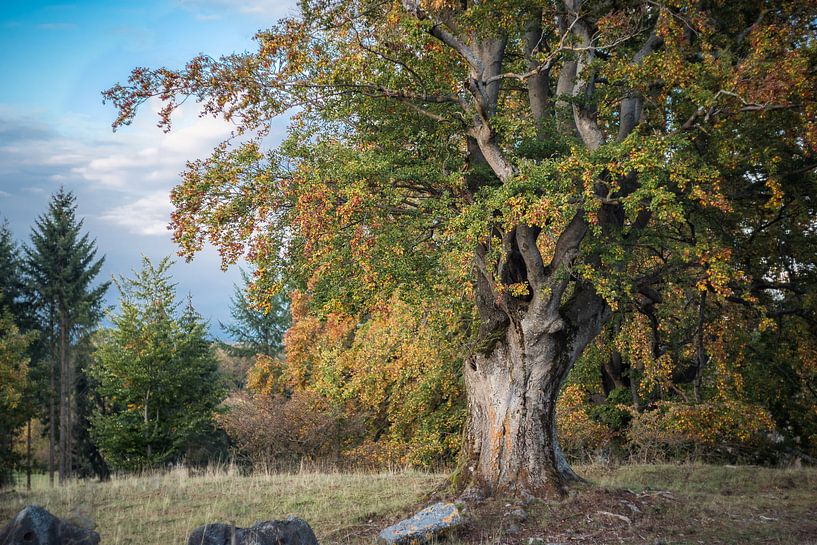 Alte Rotbuche von Jürgen Schmittdiel Photography