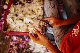 Bloemen knippen