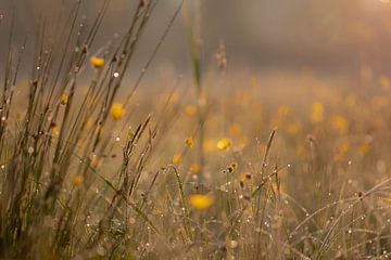 beautiful meadow by Tania Perneel