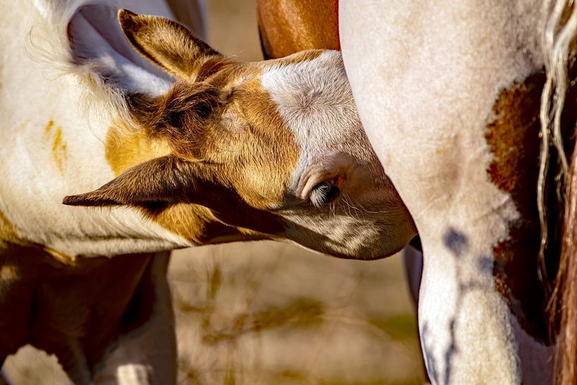Please do not disturb now by Thomas Riess