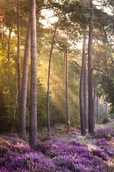La lumière à travers les arbres par Thijs Pausma