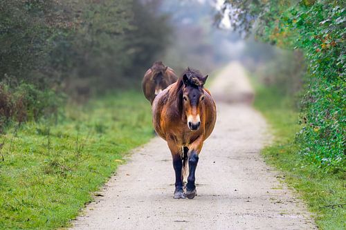Close-up van Exmoor pony, Equus ferus caballus, in Schinkelbos deel van Amsterdamse Bos