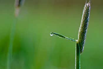 Macro