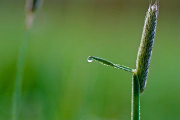 Macro sur Herwin van Rijn