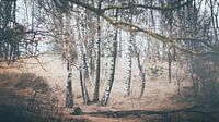 Dansende bomen in de herfst