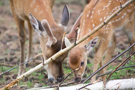 hert van marijke servaes