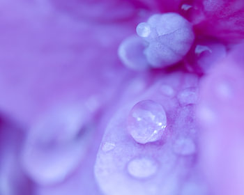 Purple Drops