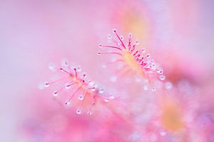 Bunter Sonnentau von Danny Slijfer Natuurfotografie