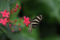 Heliconius Charithonia