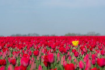 Opvallende tulp van Moetwil en van Dijk - Fotografie