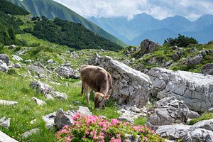 Zwischen Fels und Freiheit: Ein Jungvieh im Herzen der Allgäuer Alpen