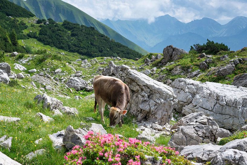 Vache dans l'Allgäu par Walter G. Allgöwer