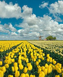 Bulb field with windmill by Rene van der Meer