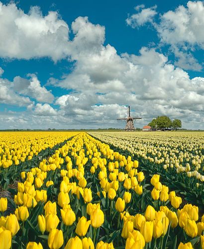Blumenfeld mit Windmühle von Rene van der Meer