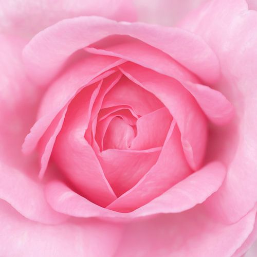 Close-up of a pink rose