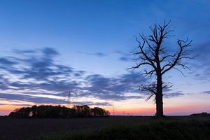 Boom in twilight sur Sander Meertins