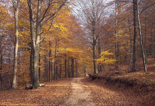 Forêt de hêtres dans le parc naturel du Montseny, en Catalogne 