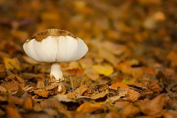 paddenstoel tussen herfstbladeren van Petra Vastenburg