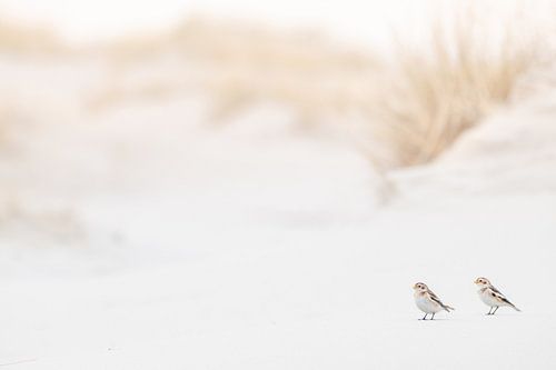 Snow buntings in their natural habitat