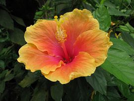 Chinese Roos by Tineke Roosen