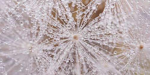 Panorama van een stukje pluizenbol met druppeltjes