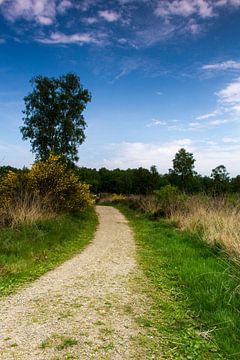 Le chemin de la paix sur Maurice Hertog