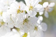 Blossom in spring II by Miranda van Hulst thumbnail