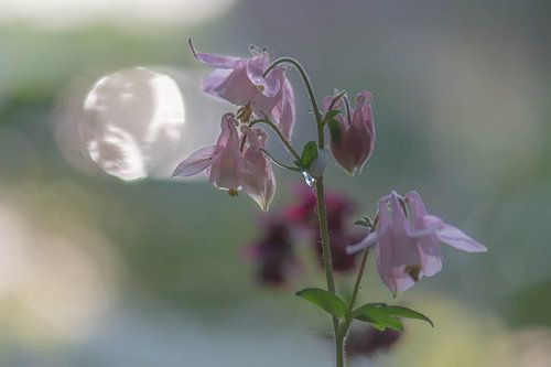 light pink aquilegia