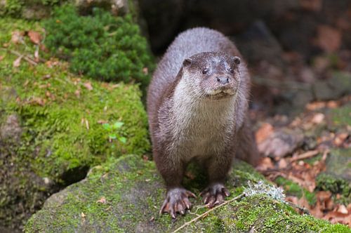 otter
