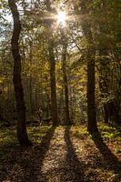 Des rayons de soleil à travers les arbres